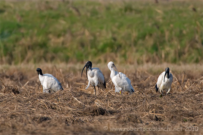 Ibis